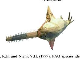 Image result for Acroteriobatus blochii