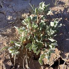 Attēlu rezultāti vaicājumam “Atriplex calotheca leaf”