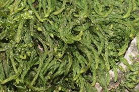 Attēlu rezultāti vaicājumam “Pterigynandrum filiforme”