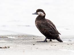 Attēlu rezultāti vaicājumam “Melanitta nigra”