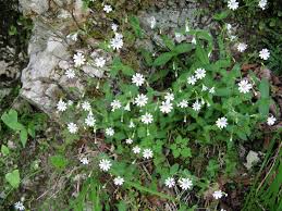 Attēlu rezultāti vaicājumam “Cerastium sylvaticum”