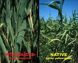 Attēlu rezultāti vaicājumam “Phragmites communis leaf”