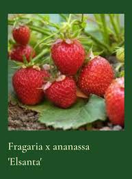 Attēlu rezultāti vaicājumam “Fragaria x ananassa fruit”