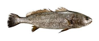 Image result for Argyrosomus regius