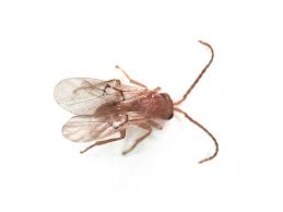 Attēlu rezultāti vaicājumam “Biorhiza pallida”