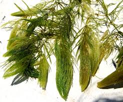 Attēlu rezultāti vaicājumam “Ceratophyllum demersum leaf”