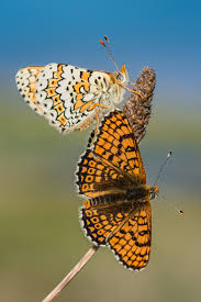 Attēlu rezultāti vaicājumam “Melitaea cinxia underside”