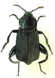 Attēlu rezultāti vaicājumam “Necrodes littoralis”