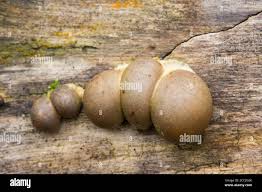 Attēlu rezultāti vaicājumam “Lycogala flavofuscum”