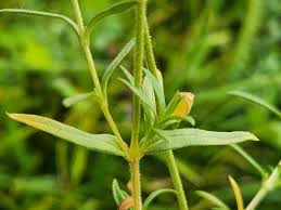 Attēlu rezultāti vaicājumam “Cerastium arvense leaf”