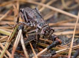 Attēlu rezultāti vaicājumam “Grypocoris sexguttatus imago”