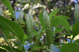 Attēlu rezultāti vaicājumam “Phytolacca acinosa flower”