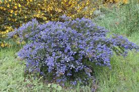 Attēlu rezultāti vaicājumam “Hymenoscyphus fructigenus var. coryli”