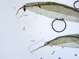 Attēlu rezultāti vaicājumam “Acaulon muticum sporophyte”