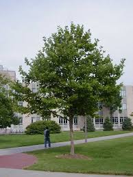 Attēlu rezultāti vaicājumam “Platanus x hispanica (syn. Platanus x acerifolia)”