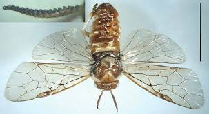 Attēlu rezultāti vaicājumam “Gilpinia”