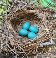 Attēlu rezultāti vaicājumam “Erithacus rubecula eggs”
