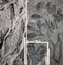 Attēlu rezultāti vaicājumam “Craterium leucocephalum var. scyphoides stalked”