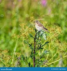 Attēlu rezultāti vaicājumam “Saxicola rubetra juvenile”