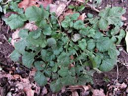 Attēlu rezultāti vaicājumam “Geum urbanum leaf”