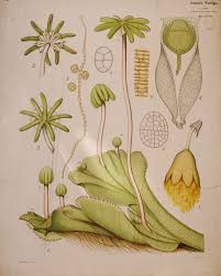 Attēlu rezultāti vaicājumam “Marchantia polymorpha”