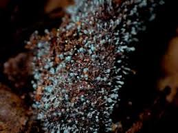 Attēlu rezultāti vaicājumam “Penicillium vulpinum”