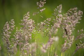 Attēlu rezultāti vaicājumam “Poa pratensis flower”