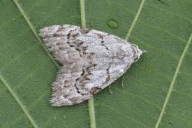 Attēlu rezultāti vaicājumam “Nola confusalis”