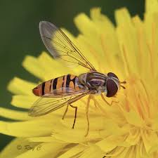 Attēlu rezultāti vaicājumam “Episyrphus balteatus”