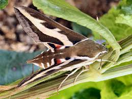 Attēlu rezultāti vaicājumam “Hyles gallii imago”