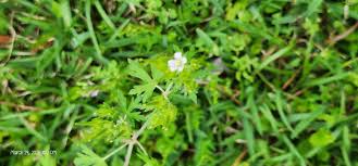 Attēlu rezultāti vaicājumam “Geranium pusillum leaf”