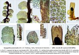 Attēlu rezultāti vaicājumam “Jamesoniella autumnalis”