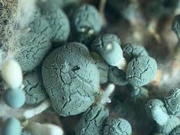 Attēlu rezultāti vaicājumam “Penicillium vulpinum”