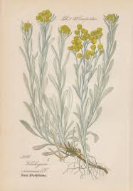 Attēlu rezultāti vaicājumam “Helichrysum arenarium”