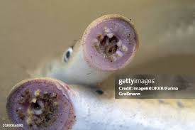 Attēlu rezultāti vaicājumam “Lampetra fluviatilis”