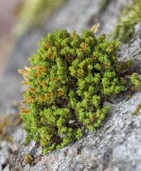 Attēlu rezultāti vaicājumam “Ulota crispa”