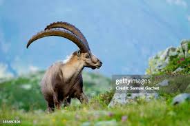 Attēlu rezultāti vaicājumam “Capra”