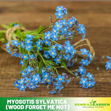 Image result for Myosotis sylvatica