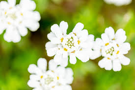 Image result for Schleifenblume