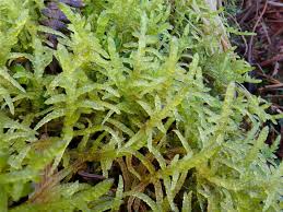 Attēlu rezultāti vaicājumam “Cirriphyllum piliferum”