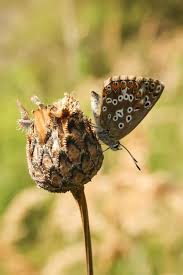 Attēlu rezultāti vaicājumam “Polyommatus icarus female”
