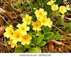 Image result for Primula elatior
