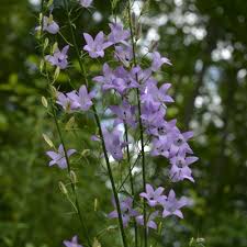 Image result for Campanula rapunculus