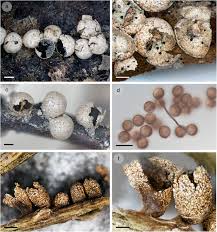 Attēlu rezultāti vaicājumam “Diderma chondrioderma spores”