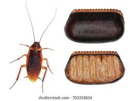 Image result for periplaneta americana