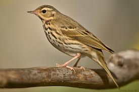 Image result for Anthus hodgsoni