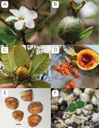 Attēlu rezultāti vaicājumam “Tubifera montana young”