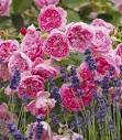 David Austin Roses