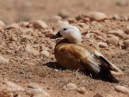 Attēlu rezultāti vaicājumam “Tadorna tadorna male”