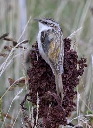 Attēlu rezultāti vaicājumam “Certhia familiaris”